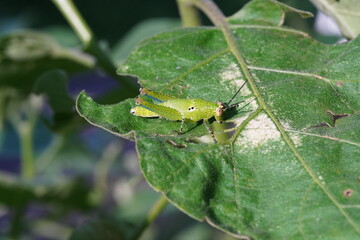 Locusts are one of the insect pests.