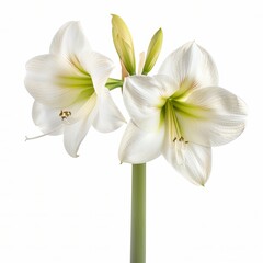 Naklejka premium White Amaryllis Isolated on White Background. Beautiful Amaryllis Flower