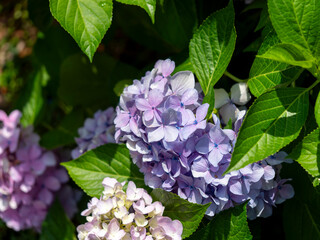 五月山に咲いた紫陽花の花