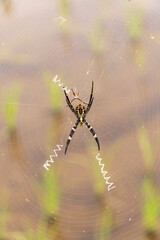 Female spiders are considerably larger than males. The scientific name for this spider is Argiope amoena.