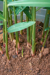 close-up of ginger plants base, rich fertile soil, natural environment of growing cultivating healthy spice, herbal and medicinal plant, educational and agricultural concept with copy space