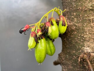 Bilimbi on The tree. Raw and green. Focus selected