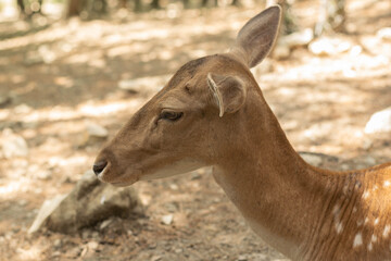 Close-up of a Deer in Natural Habitat under Soft Sunlight