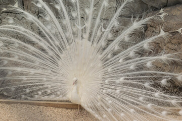 Obraz premium Majestic White Peacock Displaying Elegant Feather Plume in Natural Habitat
