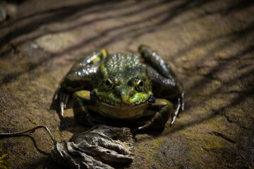 Grenouille