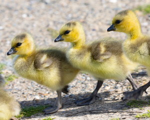 Canada goose ducklings in a row