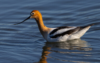 American avocet in water with reflections, seen in the wild in a North California marsh 