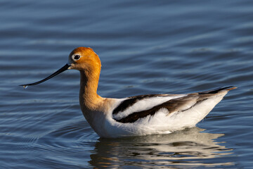 American avocet in water with reflections, seen in the wild in a North California marsh 