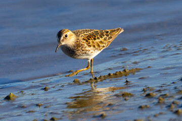 Short-billed dowitcher, seen  in a North California marsh
