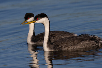 A couple of Western grebe, seen in the wild in North California