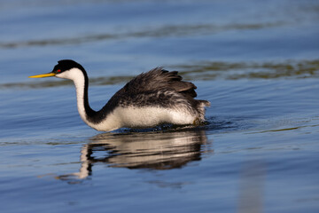 Western grebe jumping out of the water, seen in the wild in North California
