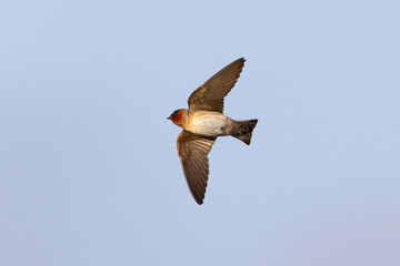 Close view of a barn swallow flying in beautiful light
