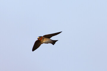 Close view of a barn swallow flying in beautiful light