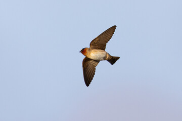 Close view of a barn swallow flying in beautiful light