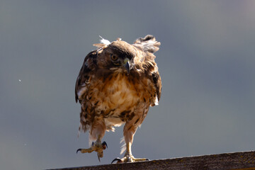 Close view of a red-tailed hawk perched, seen in the wild in  North California