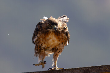 Close view of a red-tailed hawk perched, seen in the wild in  North California