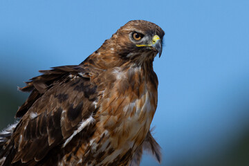 Close view of a red-tailed hawk perched, seen in the wild in  North California