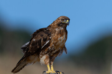 Close view of a red-tailed hawk perched, seen in the wild in  North California