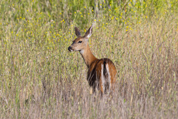 Very young black-tailed deer, seen in the wild in North California