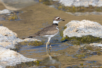 Extremely close view of a Killdeer, seen in the wild in a North California marsh