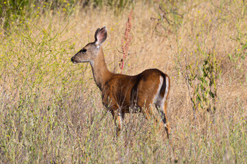 Very young black-tailed deer, seen in the wild in North California