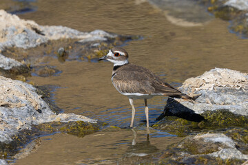 Extremely close view of a Killdeer, seen in the wild in a North California marsh