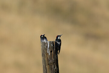 Close view of acorn woodpeckers on a pole