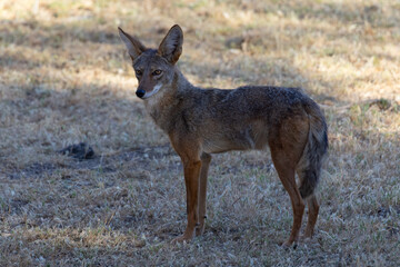 coyote, seen  in the wild in North California