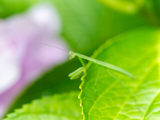 紫陽花に乗る小さなカマキリの幼虫