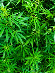 Background of cannabis plants close up hemp leaves