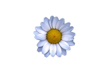 A picture of a flower, commonly known as daisy, in the park during spring.	