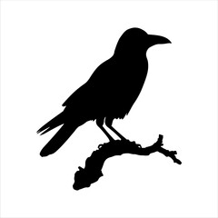 Crow sitting on dry tree branch silhouette isolated on white background. Icon vector illustration design.