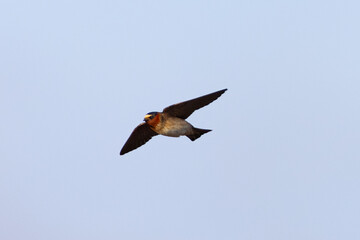 Close view of a barn swallow flying in beautiful light