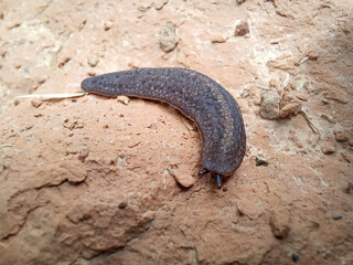 Tropical Leatherleaf Slug (Laevicaulis Alte) on Brown Soil