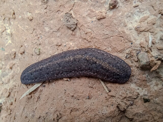 Tropical Leatherleaf Slug (Laevicaulis Alte) on Brown Soil