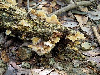 朽ちた木に生え出したキクラゲ