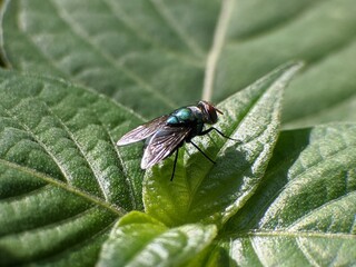 Flesh flies or Sarcophaga land on leaves
