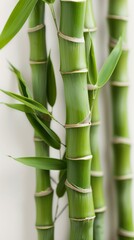 Close-up of vibrant green bamboo stalks with fresh leaves, natural and sustainable concept