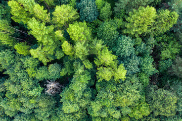 Muszyna Góra Malnik wieża widokowa poranek lato, dron © Maciej G. Szling