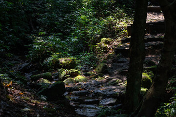 Sunlight shines between leafs on the trail hidden in the forest, in Keelung city, Taiwan.