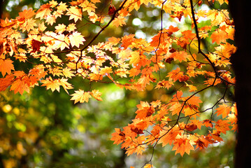 秋の山中で紅葉した木の葉