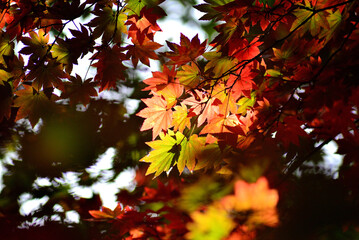 秋の山中で紅葉した木の葉