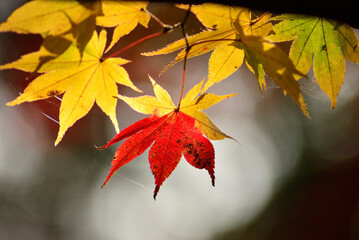 秋の山中で紅葉した木の葉