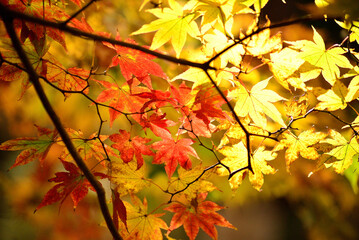 秋の山中で紅葉した木の葉