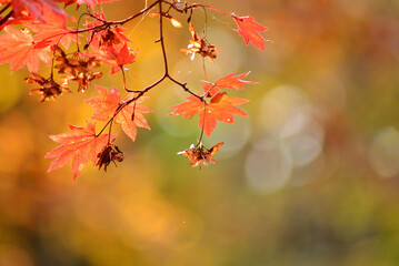 秋の山中で紅葉した木の葉