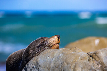 cute new zealand fur seal resting on the rocks on the shore of marine reserve near goose bay and kaikoura, canterbury, new zealand south island