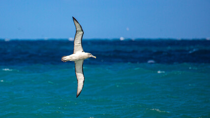 Salvin's albatross (Thalassarche salvini) hunting near Kaikoura peninsula, New Zealand South island, Canterbury; unique marine wildlife of south pacific