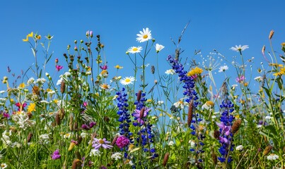 Wildflowers Blooming in a Meadow Under a Blue Sky