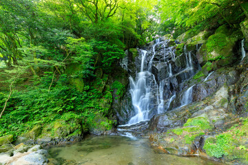 Naklejka premium 初夏の白糸の滝 福岡県糸島市 Shiraito Falls in early summer. Fukuoka Pref, Itoshima City.