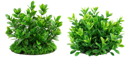 Obraz premium Potted Plant, Green plant in a pot, Indoor Gardening on a transparent background.
